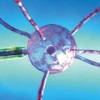 Neue Wege in der Alzheimer-Forschung